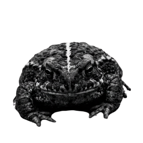 Natterjack toad mid-call — a critically endangered UK amphibian. Keystone Ecological.