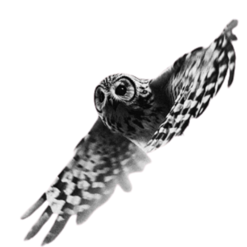 Short-eared owl in flight