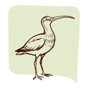 Curlew (Numenius arquata) — keystone species portrait by Keystone Ecological