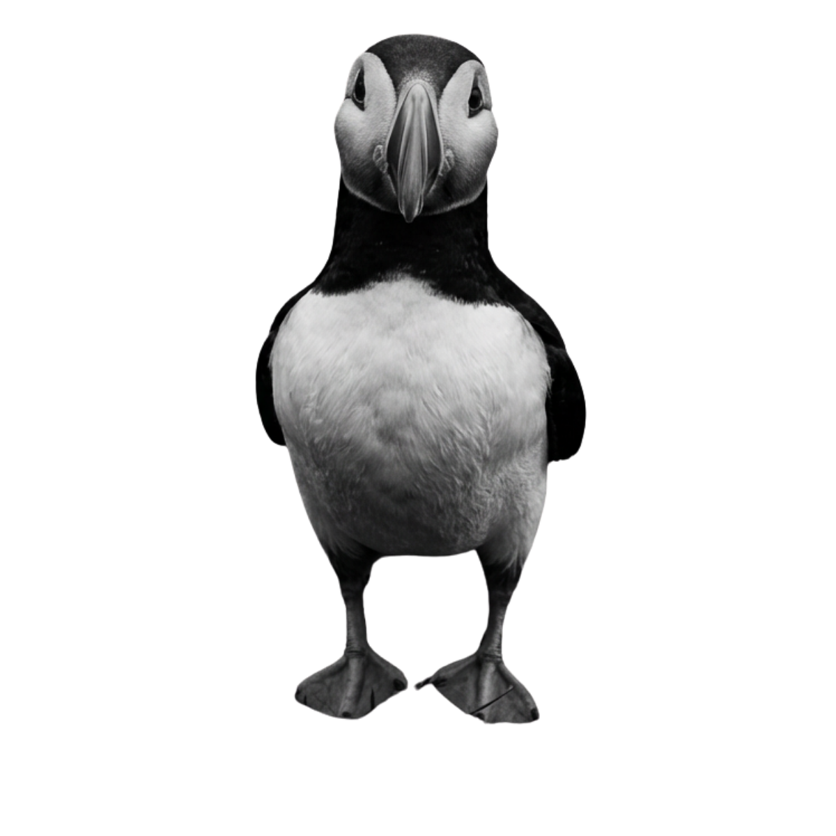 Puffin standing still — the quiet pause between stimulus and response